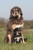 DOGUE DU TIBET 571
